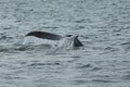 Humpback Fluke Royalty Free Stock Photo