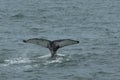 Humpback Fluke Royalty Free Stock Photo