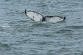 Humpback Fluke