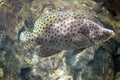 Humpback grouper or Barramundi cod, Panther grouper.