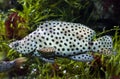 Humpback grouper Cromileptes altivelis Royalty Free Stock Photo