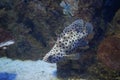 The humpback seabass, Cromileptes altivelis, belongs to the Serranidae family. Qawra, Malta