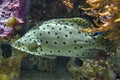 Humpback grouper or panther grouper Royalty Free Stock Photo