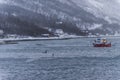 Humpback and Killer whales Norway Royalty Free Stock Photo