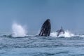 Humpback Megaptera novaeangliae Whale Jumping Out Of The Water. Madagascar. St. Mary`s Island. Royalty Free Stock Photo