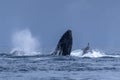 Humpback Megaptera novaeangliae Whale Jumping Out Of The Water. Madagascar. St. Mary`s Island. Royalty Free Stock Photo