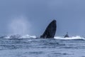 Humpback Megaptera novaeangliae Whale Jumping Out Of The Water. Madagascar. St. Mary`s Island. Royalty Free Stock Photo