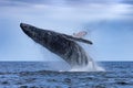 Humpback Megaptera novaeangliae Whale Jumping Out Of The Water. Madagascar. St. Mary`s Island. Royalty Free Stock Photo