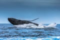 Humpback Megaptera novaeangliae Whale Jumping Out Of The Water. Madagascar. St. Mary`s Island. Royalty Free Stock Photo