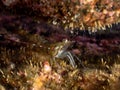 Humpback prawn, Pandalus montagi. Orkney, Scotland