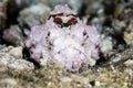 Humpback Scorpionfish in Pacific