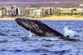 Humpback and southern humpback whale in the Gulf of California that joins the Sea of Cortes with the Pacific Ocean.