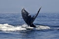 Humpback tail 2 Royalty Free Stock Photo