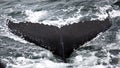 Humpback tail Royalty Free Stock Photo