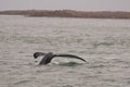 Humpback tail fluke Royalty Free Stock Photo