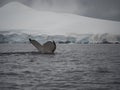 Humpback Tail Fluke with a Glacier in the Background Royalty Free Stock Photo