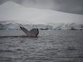 Humpback Tail Fluke with a Glacier in the Background