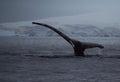 Humpback Tail with Glaciers at Dusk