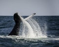 Humpback Tail Slap Royalty Free Stock Photo