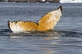 humpback tail which dives into the waters of the Antarctic summer day