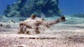 Humpback Turretfish (Tetrosomus gibbosus), Thornback Boxfish in Red Sea, Eilat, Israel