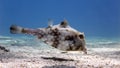 Humpback Turretfish (Tetrosomus gibbosus), Thornback Boxfish in Red Sea, Eilat, Israel