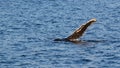 Humpback waves a pectoral