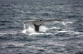 Humpback whale Royalty Free Stock Photo