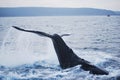 Humpback whale Royalty Free Stock Photo