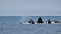 Humpback Whale aka Megaptera novaeangliae Royalty Free Stock Photo
