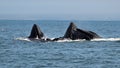 Humpback Whale aka Megaptera novaeangliae Royalty Free Stock Photo