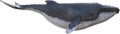 Humpback Whale Animal illustration Isolated Royalty Free Stock Photo