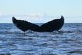 Humpback whale, Antarctic peninsula Royalty Free Stock Photo