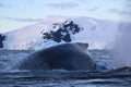 Humpback whale, Antarctic peninsula Royalty Free Stock Photo