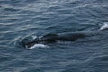 Humpback whale, Antarctic peninsula Royalty Free Stock Photo