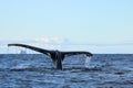 Humpback whale, Antarctic peninsula Royalty Free Stock Photo