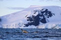 Humpback whale, Antarctic peninsula Royalty Free Stock Photo