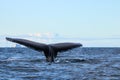 Humpback whale, Antarctic peninsula Royalty Free Stock Photo