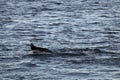 Humpback whale, Antarctic peninsula Royalty Free Stock Photo