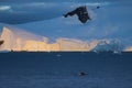 Humpback whale, Antarctic peninsula Royalty Free Stock Photo
