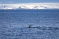 Humpback whale Antarctica Royalty Free Stock Photo