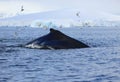 Humpback whale, Antarctica Royalty Free Stock Photo
