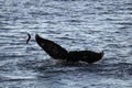 Humpback whale, Antarctica Royalty Free Stock Photo