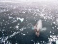 Humpback whale in Antarctica Royalty Free Stock Photo