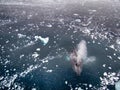 Humpback whale in Antarctica Royalty Free Stock Photo