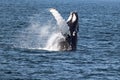 Humpback whale in Atlantic Ocean Royalty Free Stock Photo
