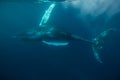 Humpback Whale in Atlantic Ocean Royalty Free Stock Photo