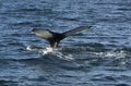 Humpback whale