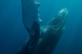 Humpback Whale in Atlantic Royalty Free Stock Photo