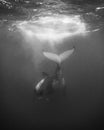 Humpback Whale and baby in Tonga Royalty Free Stock Photo
